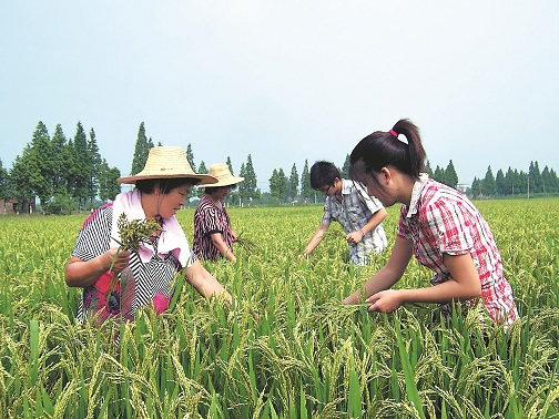 農(nóng)技服務(wù)到田頭(圖)