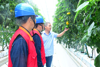 鳳臺供電:電能替代助力智慧農業 瓜果飄香推動鄉村振興