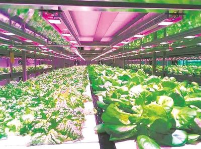 蔬菜工廠“造” 實現智能化