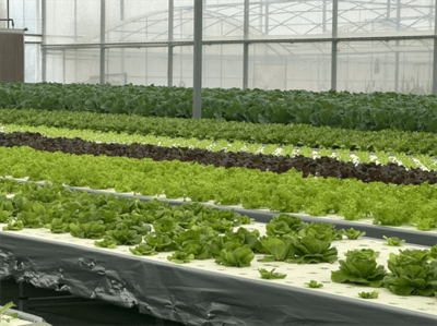 科技賦能聚力糧食安全 農(nóng)業(yè)硅谷綻放新“豐”景