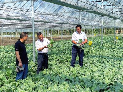 田間地頭送科技解難題 “不老松”助力鄉村振興