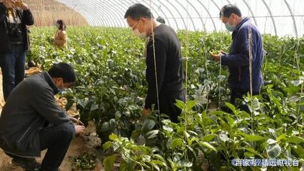 靖遠:“三區”人才科技服務助力打贏脫貧攻堅戰
