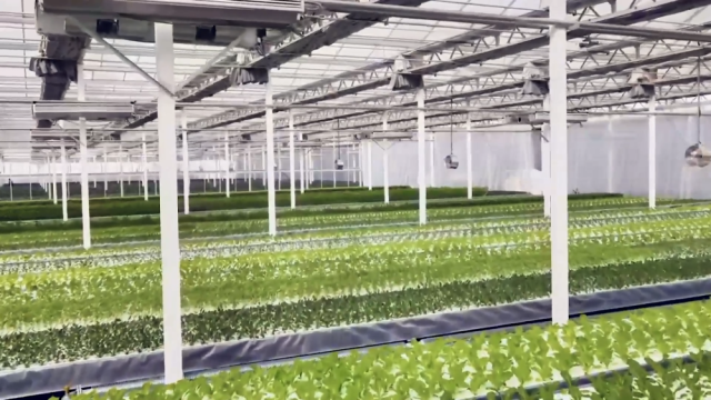 新疆庫(kù)車:植物工廠讓農(nóng)民變身“科技農(nóng)人”